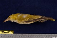 藏品(黃鸝)的圖片